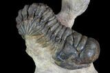 Aesthetic Crotalocephalina & Reedops Trilobite Association #87564-3